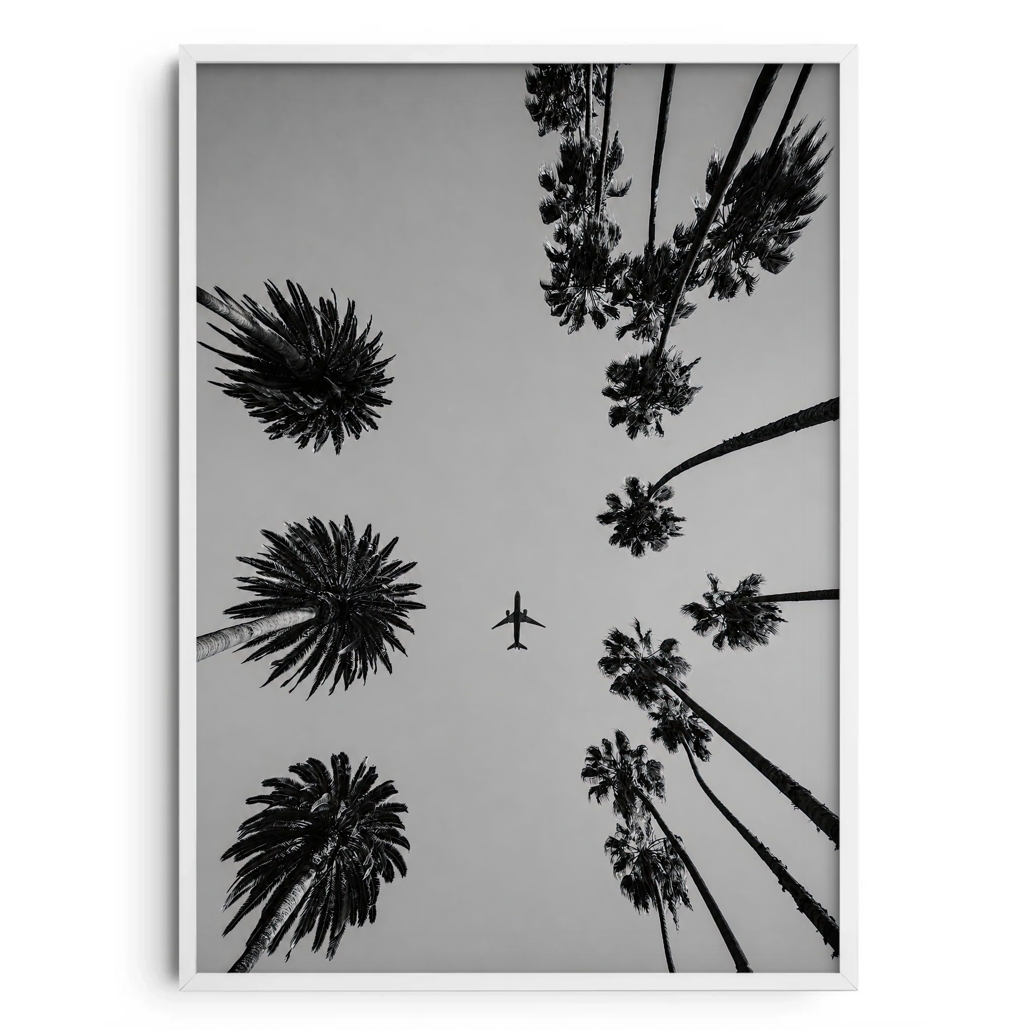 Plane Between The Plane Trees Bianco E Nero