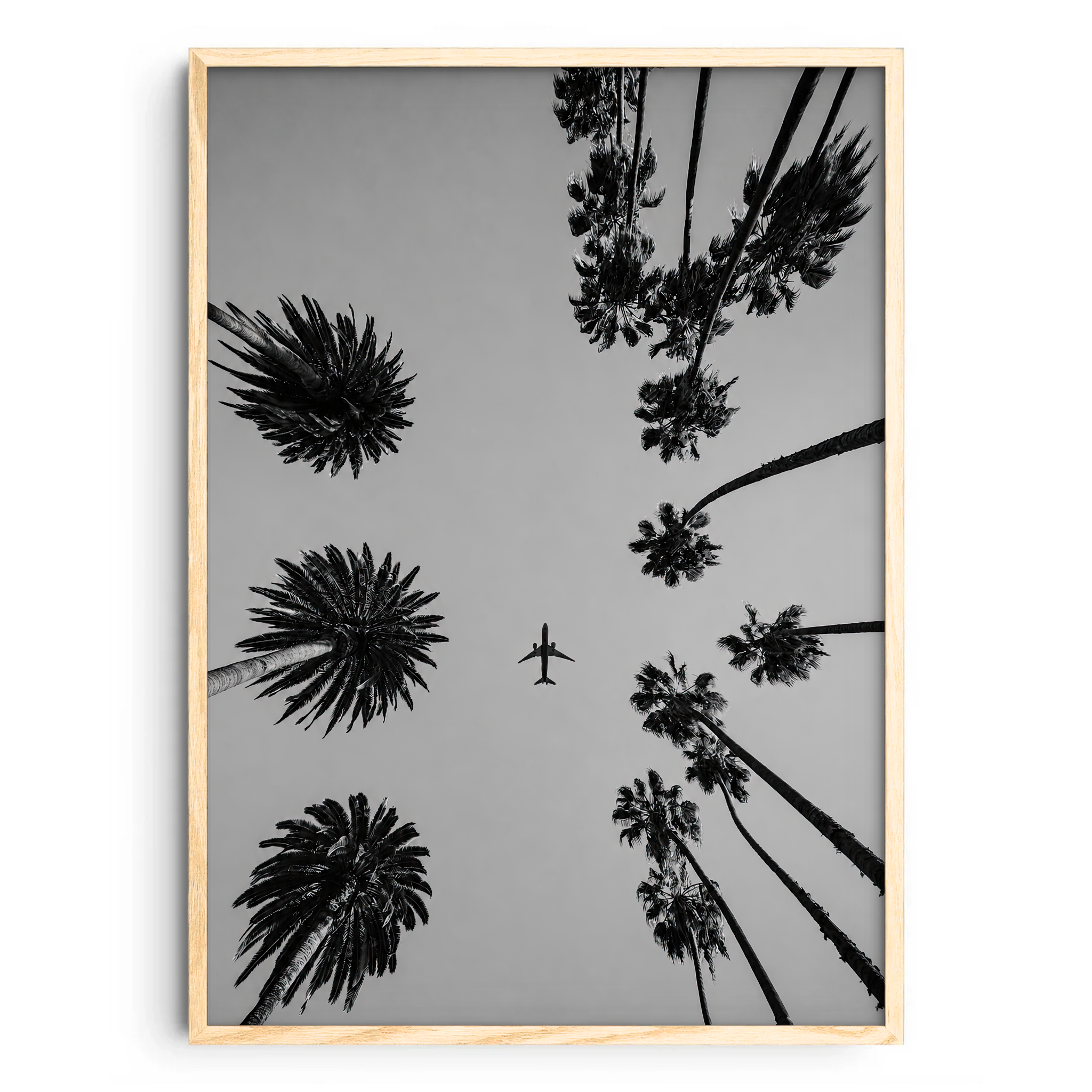 Plane Between The Plane Trees Bianco E Nero