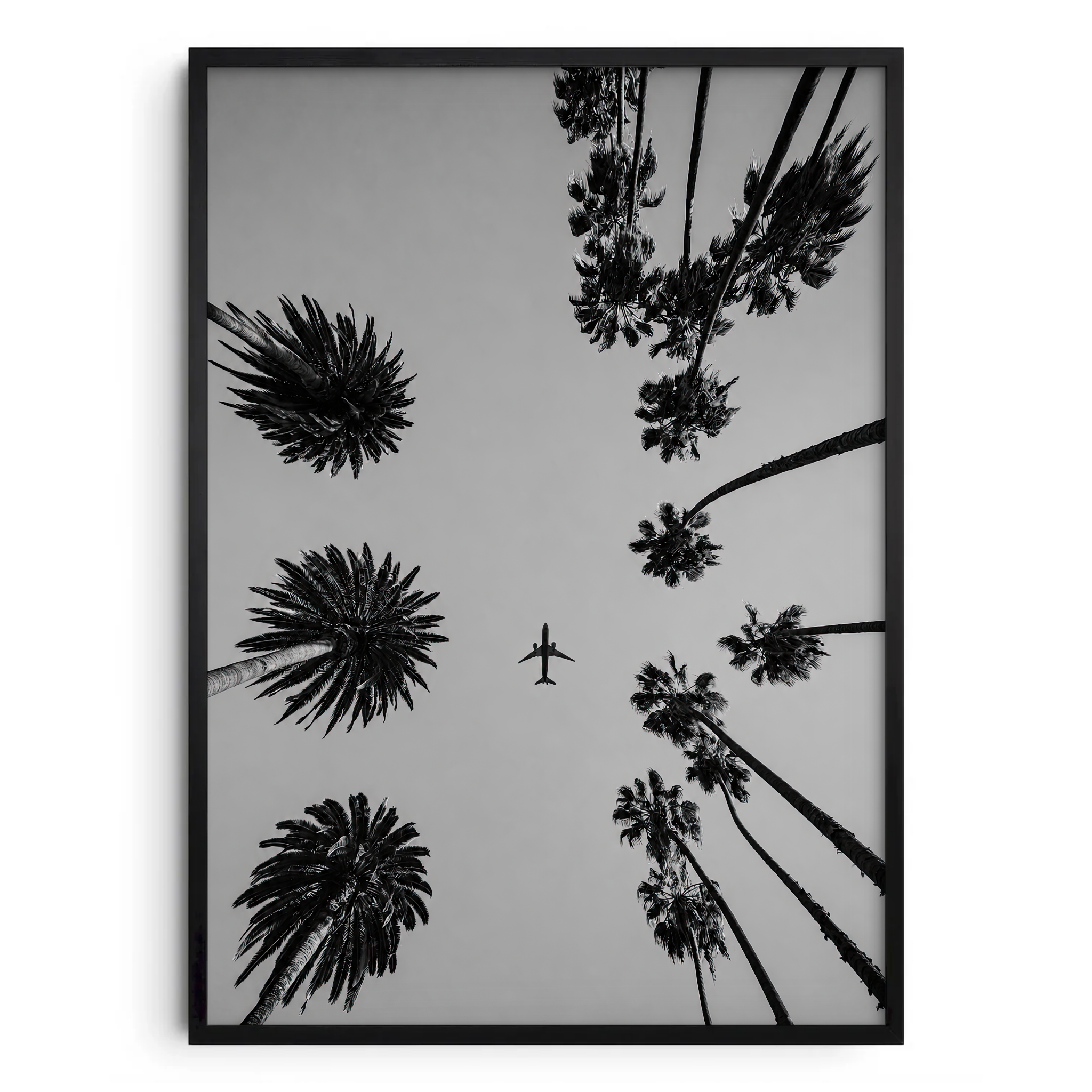 Plane Between The Plane Trees Bianco E Nero