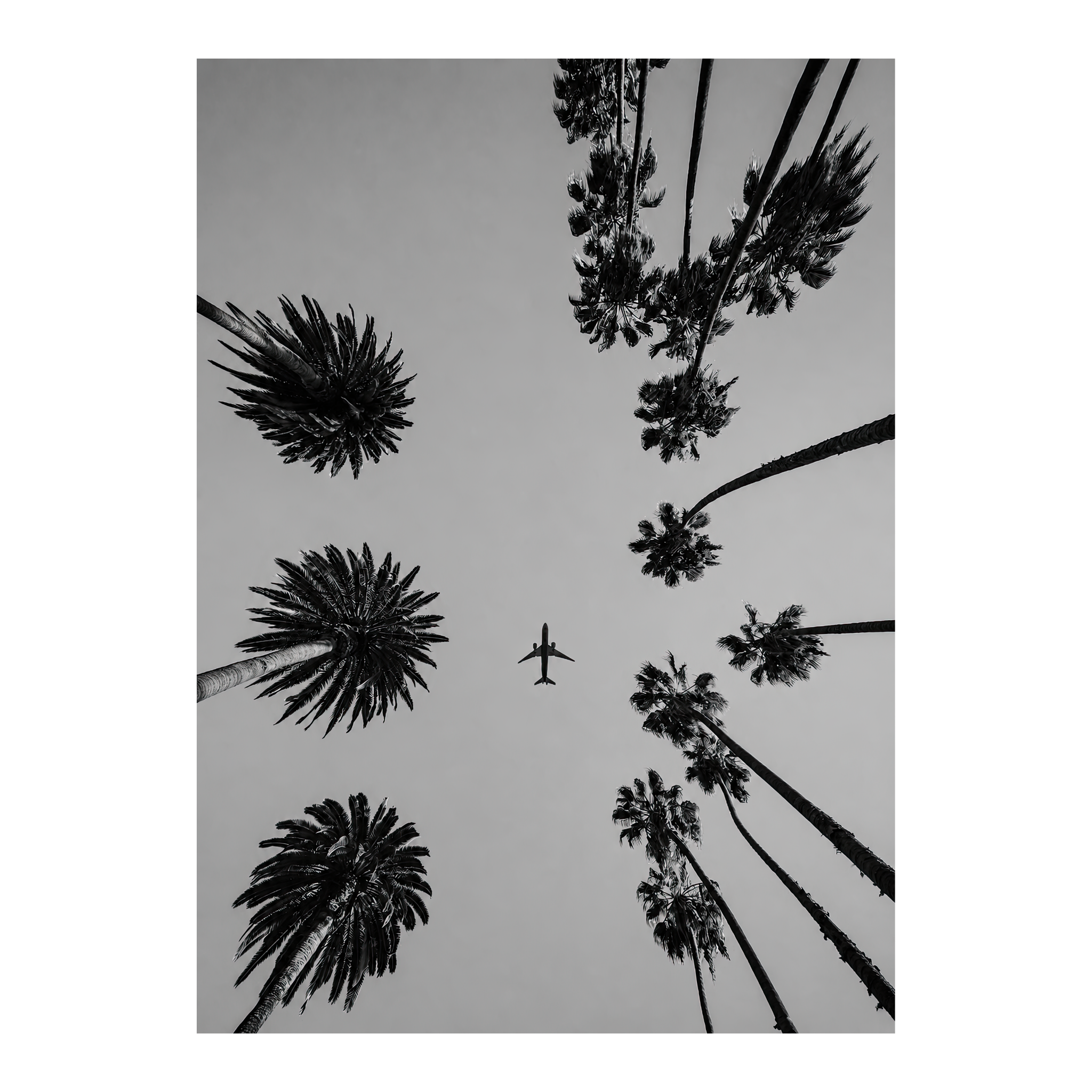 Plane Between The Plane Trees Bianco E Nero