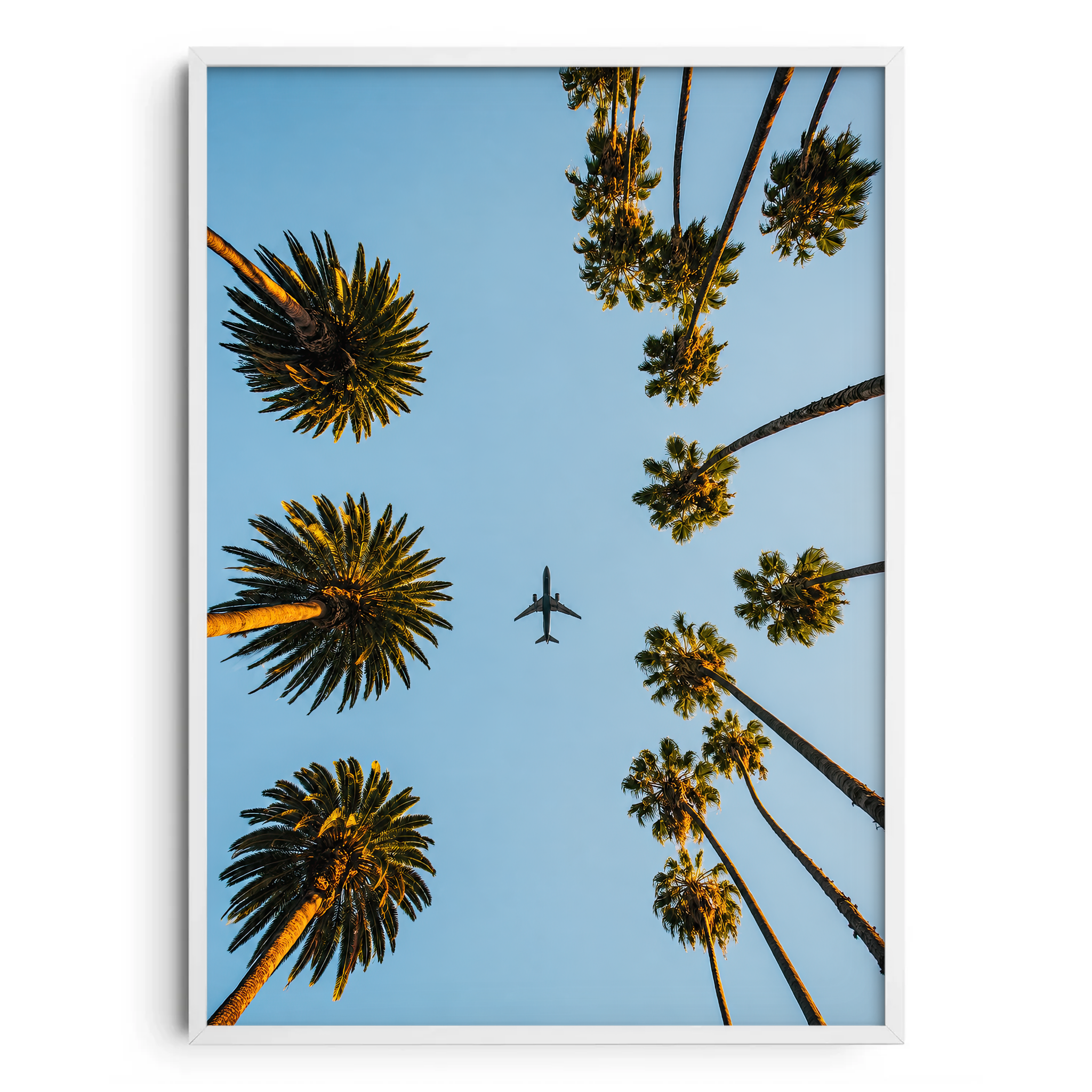 Plane Between The Palm Trees
