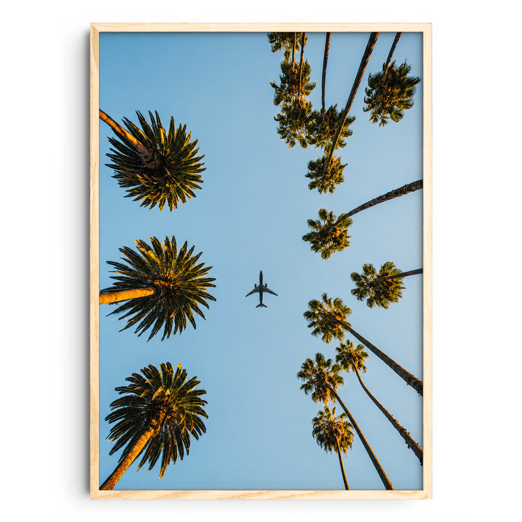 Plane Between The Palm Trees