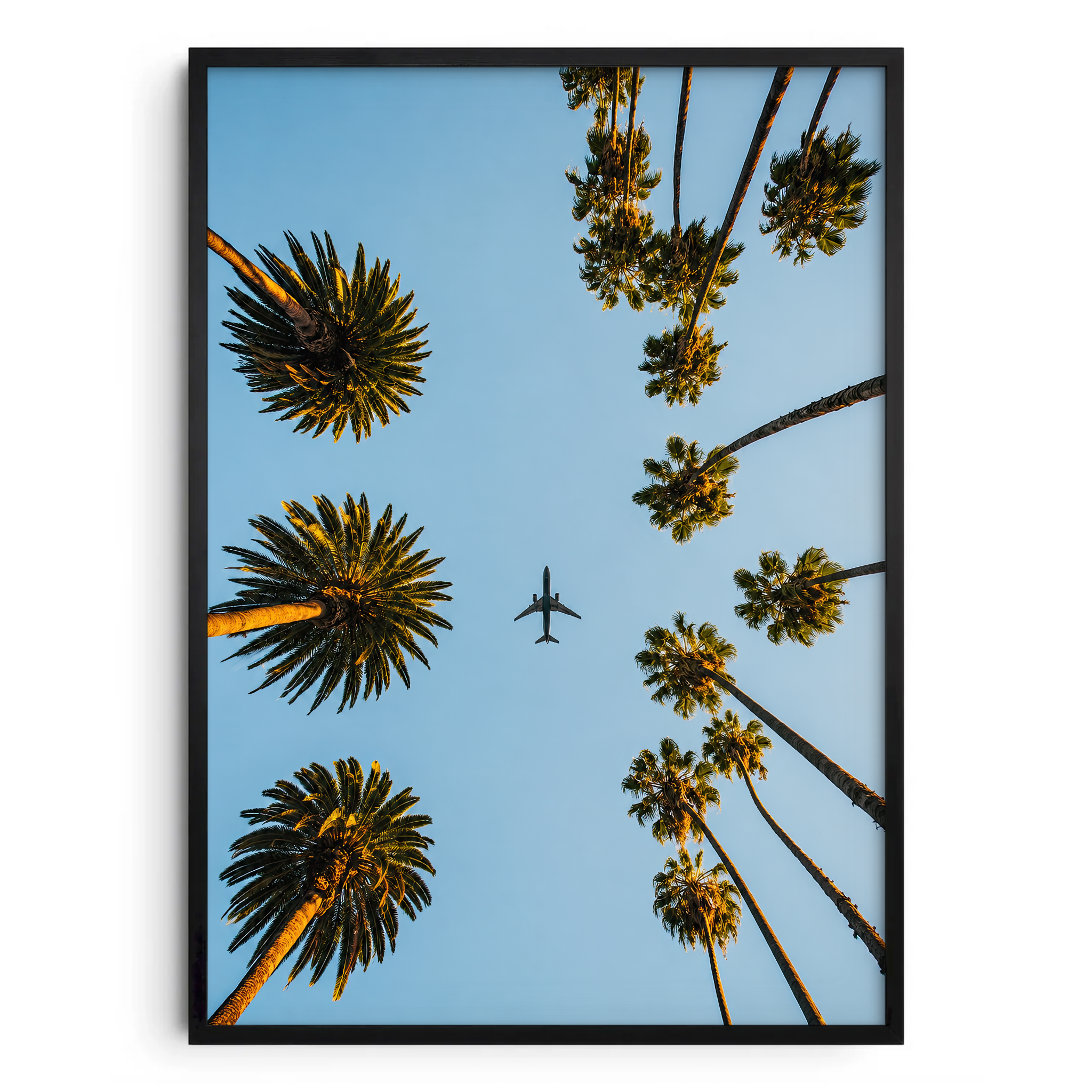 Plane Between The Palm Trees