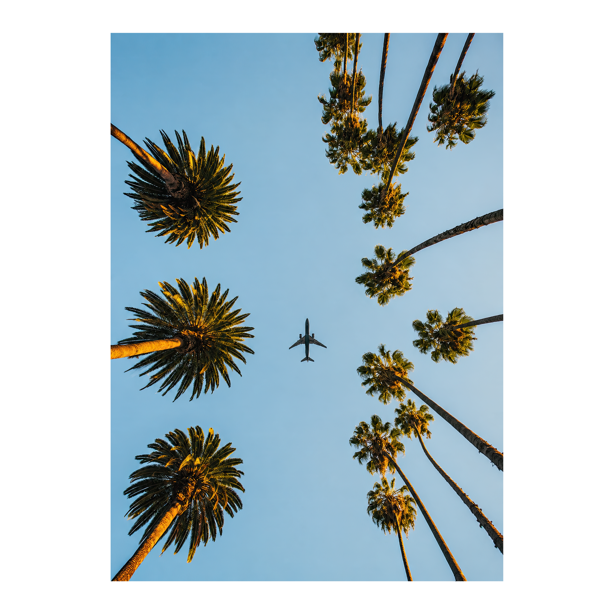 Plane Between The Palm Trees